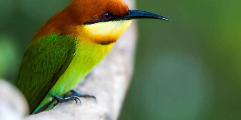 Tangalle/Hiriketiya/Galle: Shuttle to Ella with Yala Safari - What you may see inside Yala National Park