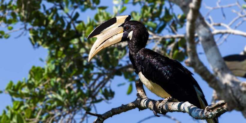 Tangalle/Hiriketiya/Galle: Shuttle to Ella with Yala Safari - Food, toilets, and the long road to Ella