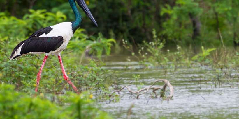 Tangalle/Hiriketiya/Galle: Shuttle to Ella with Yala Safari - Park fees need careful checking