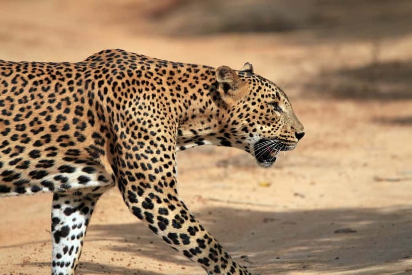Tangalle/Hiriketiya/Mirissa: Shuttle to Ella and Yala Safari - Key points to know before booking