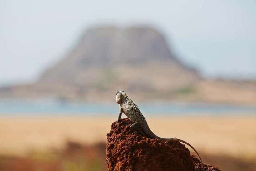 Tangalle/Hiriketiya/Mirissa: Shuttle to Ella and Yala Safari - What you may see during three hours
