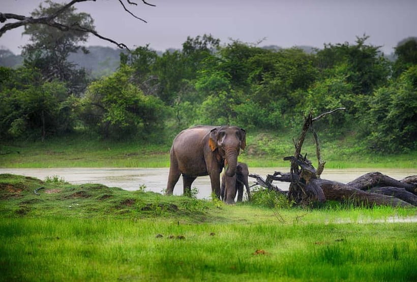 Tangalle/Hiriketiya/Mirissa: Shuttle to Ella and Yala Safari - The early pickup and ride toward Yala
