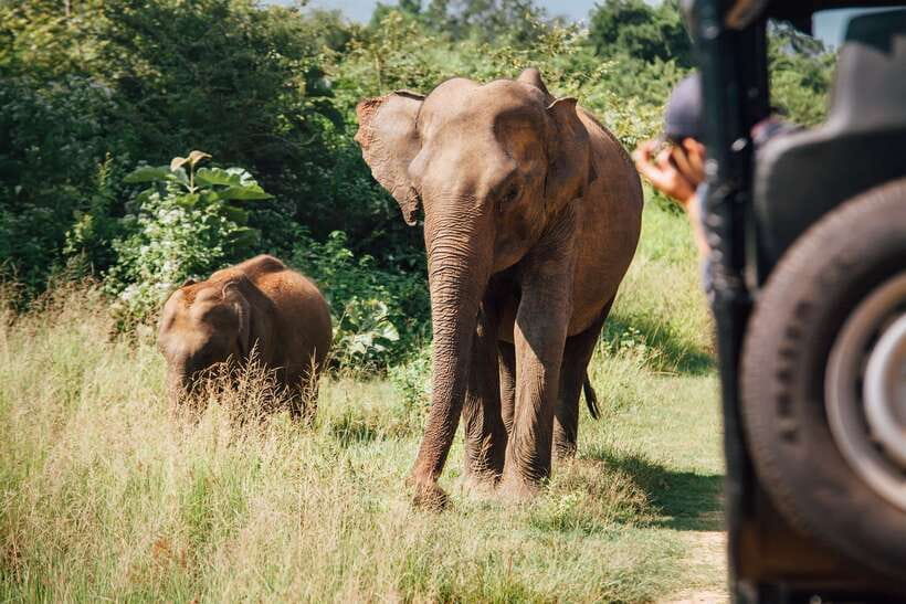 Tangalle/Hiriketiya: Yala National Park Safari in a 4x4 - What the guide adds to the day