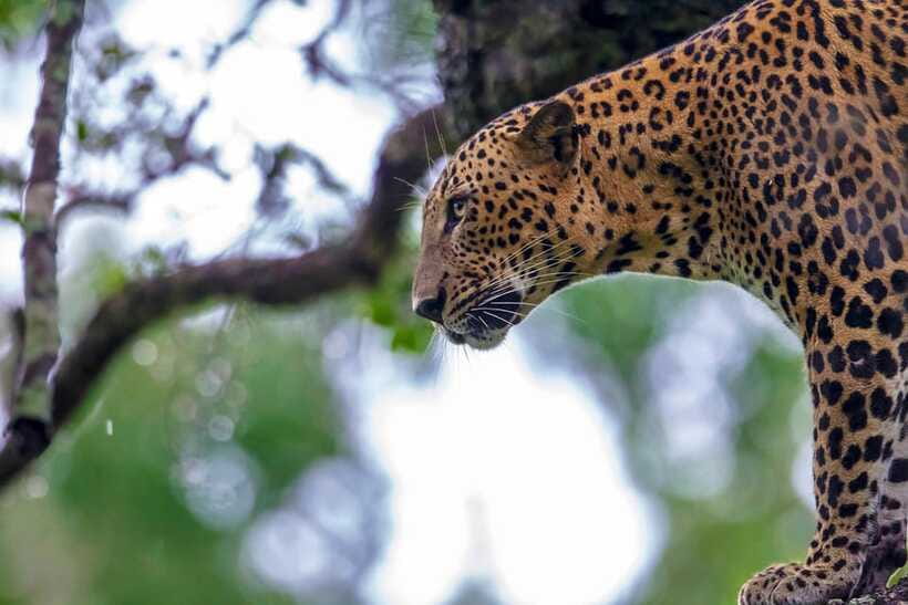 Tangalle/Hiriketiya: Yala National Park Safari in a 4x4 - The biggest weakness: organization