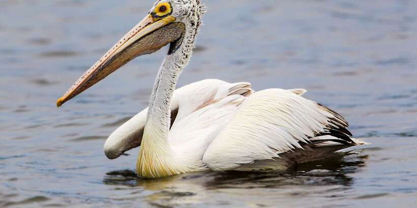 Tangalle: Safari Day Trip to Yala & Udawalawe w/ Picnic - Final decision: book it or split the parks?