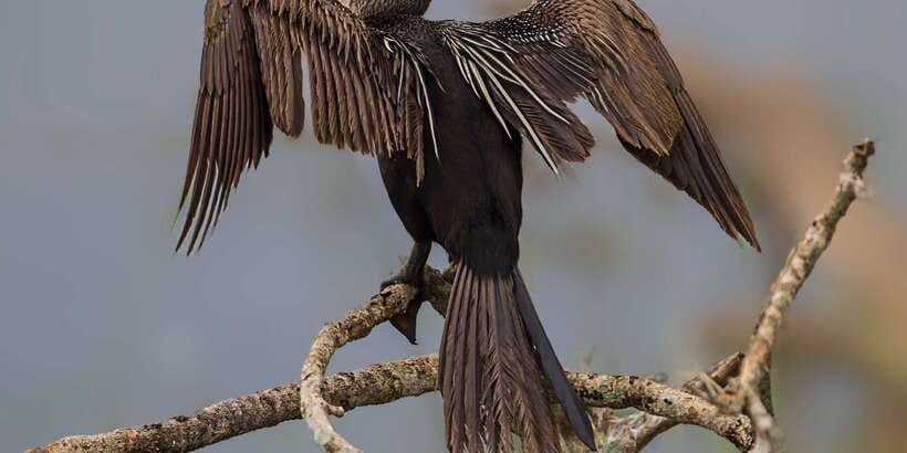 Tangalle: Safari Day Trip to Yala & Udawalawe w/ Picnic - Practical details before you reserve