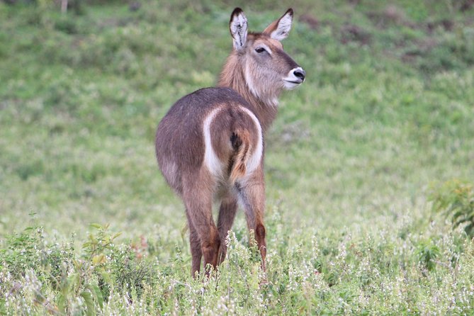 Tanzania - Arusha NP - Private Guided 4x4 Safari - Game Drive & Walking - Rainforest and black-and-white colobus monkeys