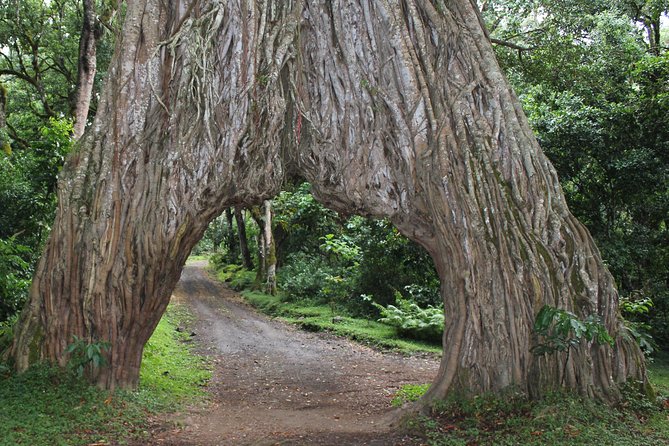 Tanzania - Arusha NP - Private Guided 4x4 Safari - Game Drive & Walking - Momella lakes and the birdlife