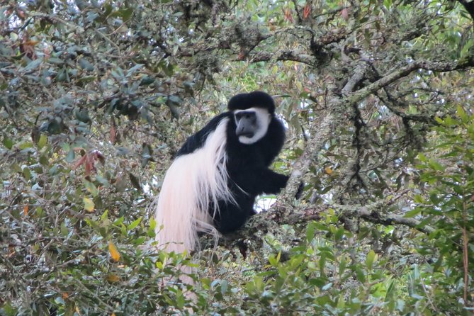 Tanzania - Arusha NP - Private Guided 4x4 Safari - Game Drive & Walking - What the private format adds