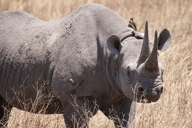 Tanzania safari with guide in Italian, the great Migration of the Serengeti - Why the Great Migration is the centerpiece