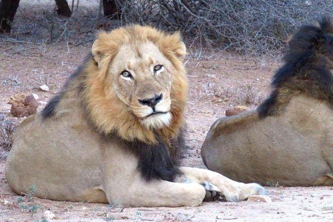 Tanzania safari with guide in Italian, the great Migration of the Serengeti - Day 3: Ngorongoro Crater and a crowded natural enclosure