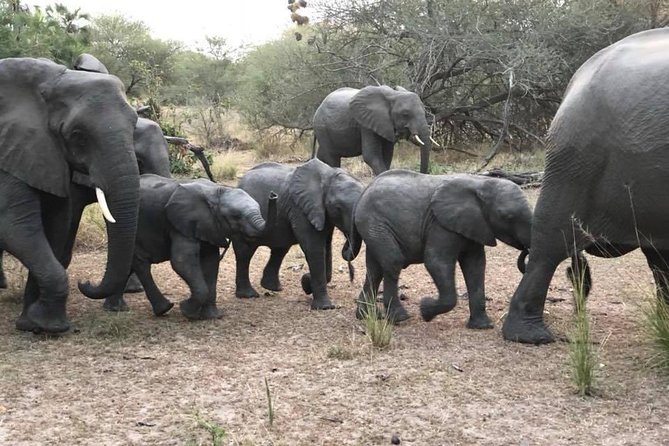Tanzania safari with guide in Italian, the great Migration of the Serengeti - Day 7: Walking at Natron, then Tarangire