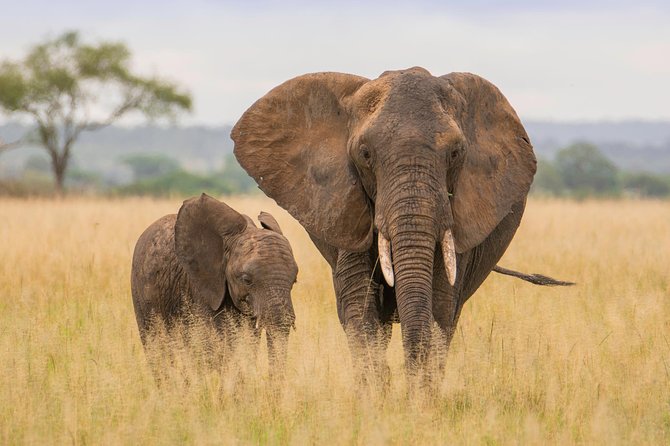 Tanzania Simba Safari - 5 Days - What this five-day safari is really like