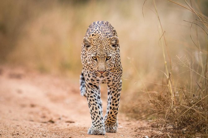 Tanzania Simba Safari - 5 Days - Meals, lodging, and what the price covers