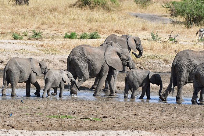 Tanzania Wildlife Cultural Safari from Arusha. - From Arusha arrival to safari briefing