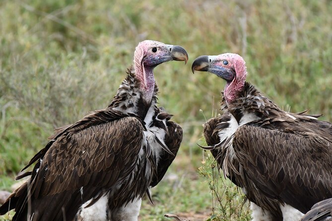 Tanzania Wildlife Cultural Safari from Arusha. - Down into Ngorongoro Crater