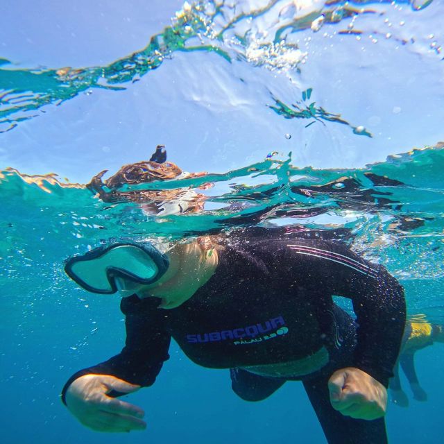 Tenerife: Puerto Colon Snorkel Safari by Speed Boat - Practical details before you book