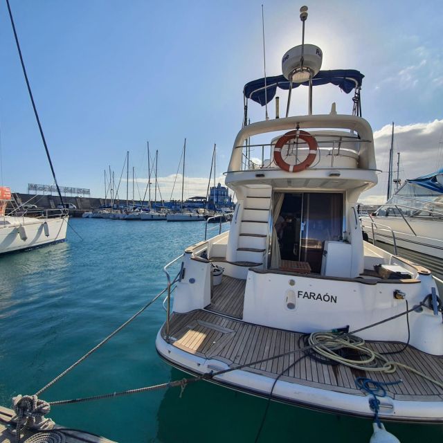 Tenerife south: safari with luxury boat , animals encounters - What the three-hour cruise is really like