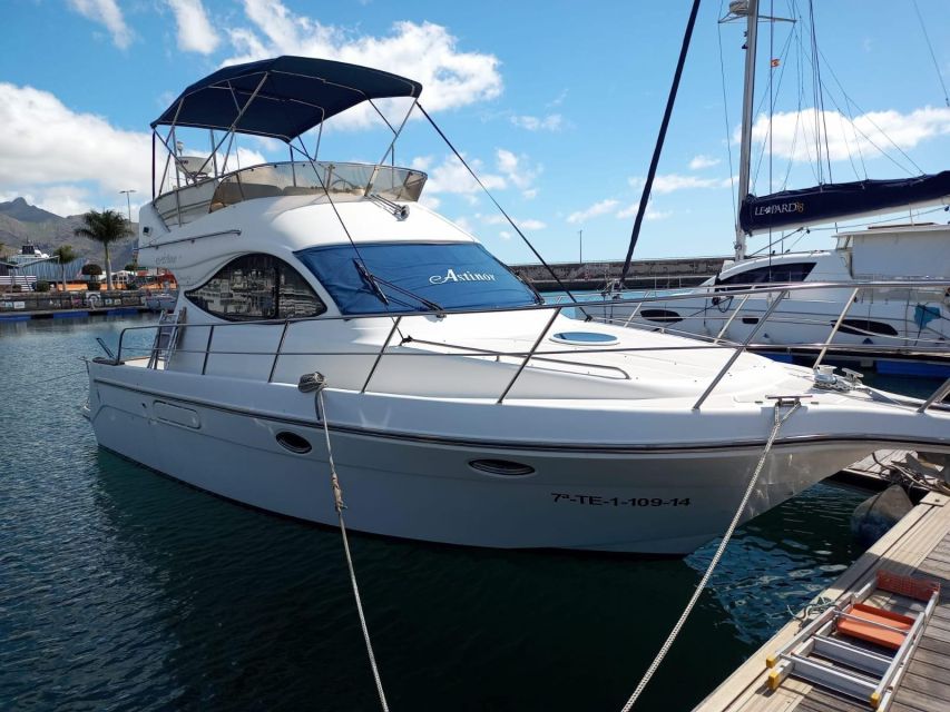 Tenerife south: safari with luxury boat , animals encounters - Watching for whales and dolphins off Tenerife