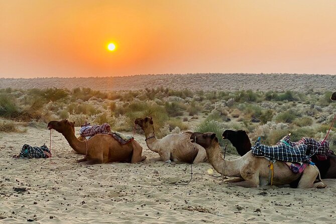 Thar Desert Camel Tour, Guide with over 25 years of experience! - Why this safari feels different from a quick camel ride