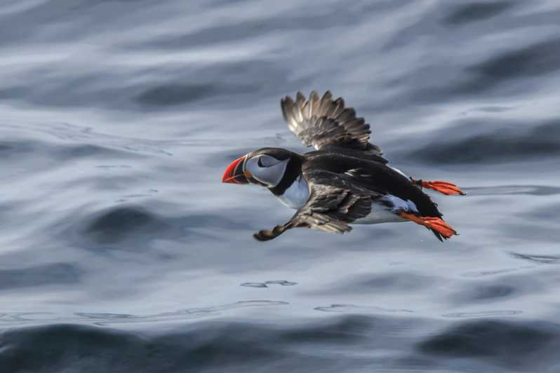 The Bird Safari Tour - Ten minutes from the pier to the bird cliffs