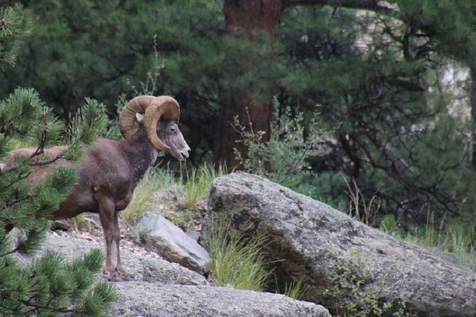 The Rocky Mountain National Park Safari Tour - The open-air Jeep changes the way you see the park
