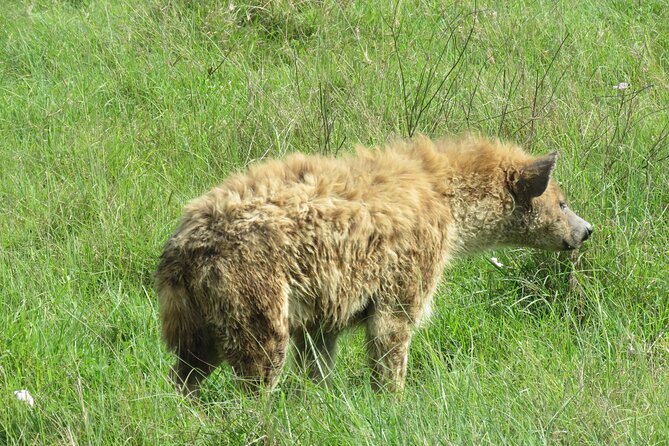 The World's Most Affordable 5-day Serengeti Budget Camping Safari - Why this route works for a first Tanzania safari