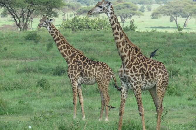 The World's Most Affordable 5-day Serengeti Budget Camping Safari - Day 3: A full day around Seronera