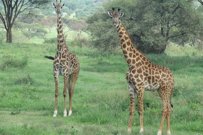 The World's Most Affordable 5-day Serengeti Budget Camping Safari - Day 4: Sunrise in Serengeti, then up to Ngorongoro