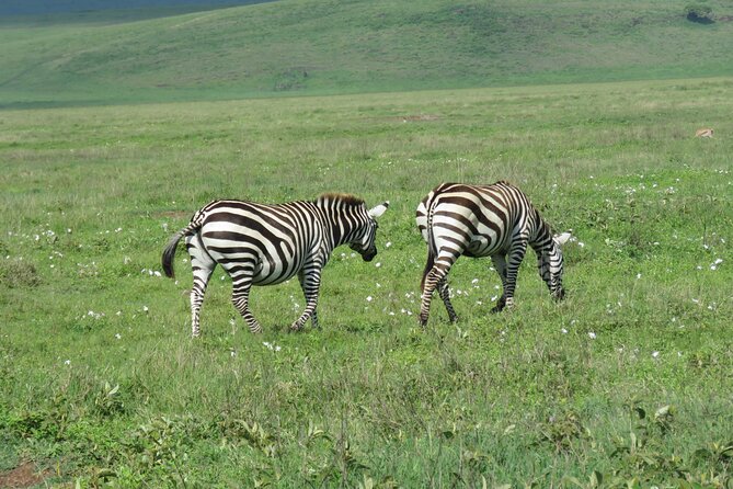 The World's Most Affordable 5-day Serengeti Budget Camping Safari - What the $1,040 price really covers