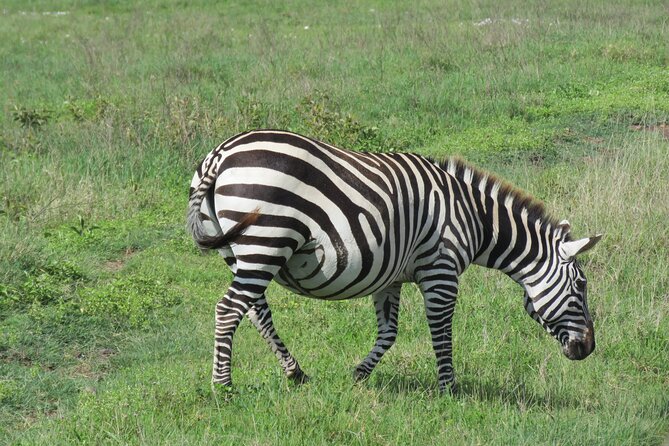 The World's Most Affordable 5-day Serengeti Budget Camping Safari - Day 1: Arusha to Tarangire for elephants and baobabs