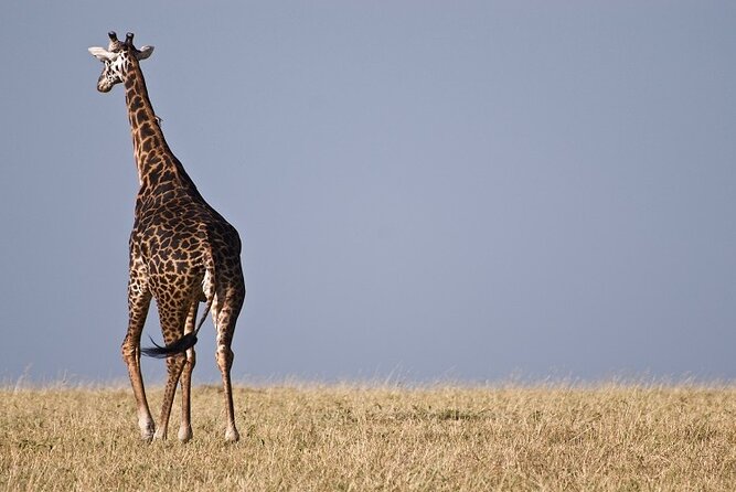 Top Best 5 Days Tanzania Luxury Safari to Serengeti - Day 2: Crossing Ngorongoro to reach Serengeti