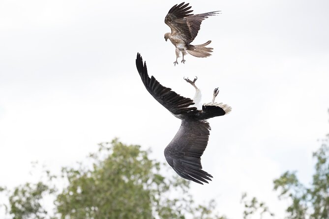 Top End Safari Camp Day Tour - The airboat ride and the search for big saltwater crocodiles