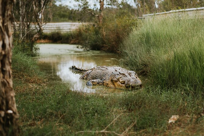 Top End Safari Camp Day Tour - The pool, drinks, and the question of extra time