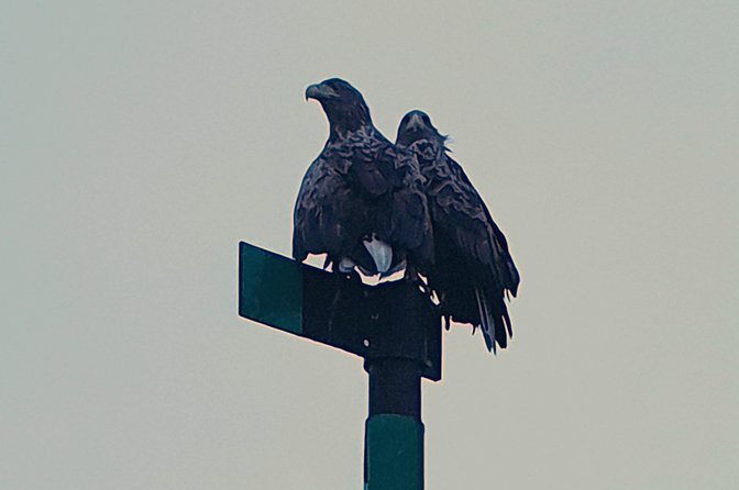 Trollfjord and Sea Eagle Safari Tour from Svolvaer - Who should book this experience?