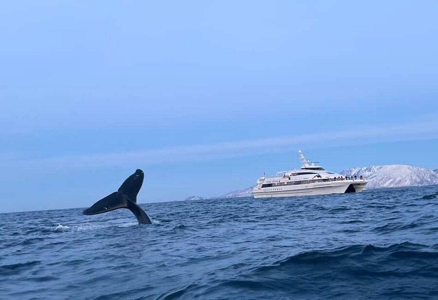 Tromsø Whale Safari with MS Gabriele - Key points to know before booking