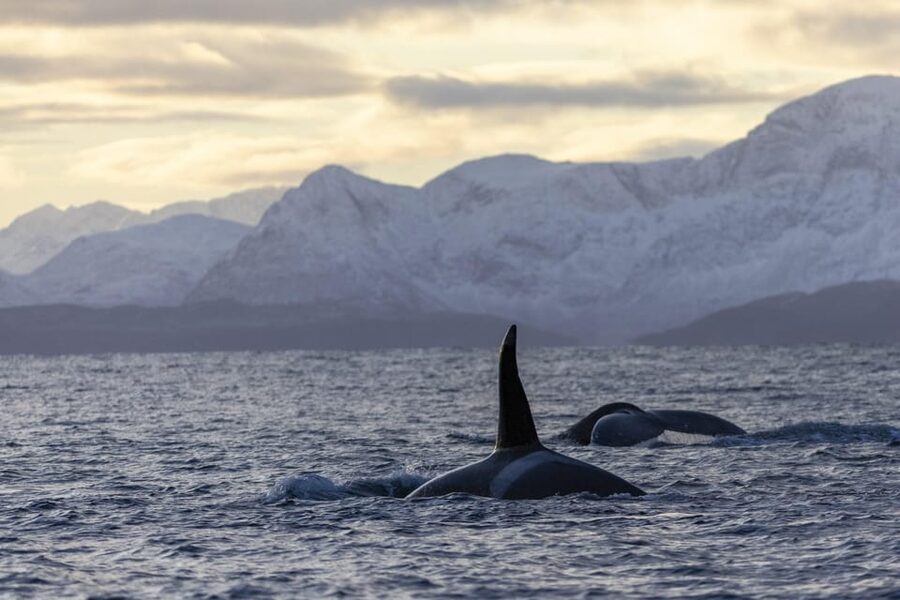 Tromsø Whale Safari with MS Gabriele - From Nerstrandkaia to the open sea