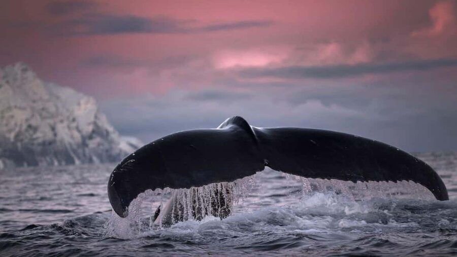 Tromsø Whale Safari with MS Gabriele - Arctic scenery is part of the day