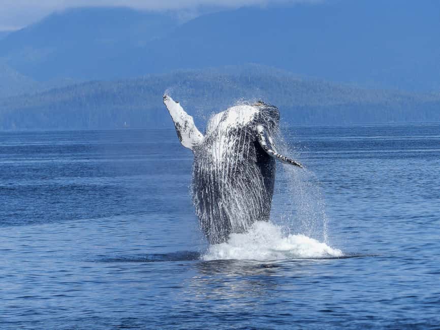 Tromsø Whale Safari with MS Gabriele - What happens when the whales have moved on