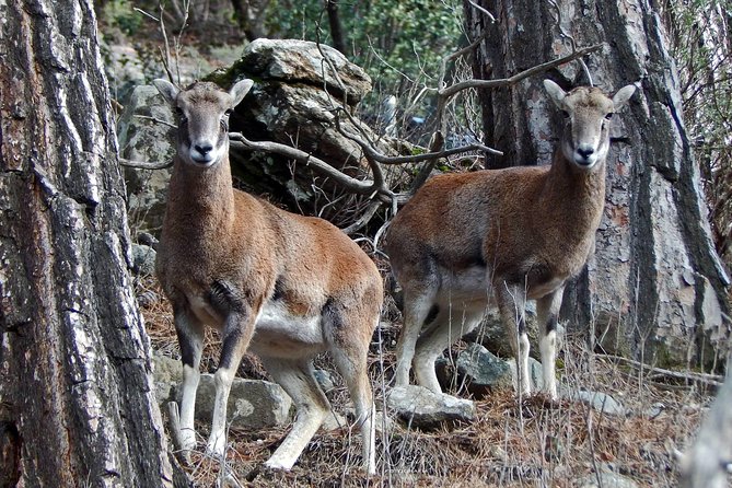 Troodos Jeep Safari from Protaras,Ayia napa & Larnaca - Pedoulas and a traditional tavern meal