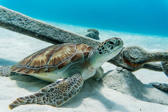 Turtle Swim at TurtleBay visit Flamingos & KnipBeach Safari Truck - Key points at a glance