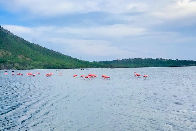 Turtle Swim at TurtleBay visit Flamingos & KnipBeach Safari Truck - Turtle Bay is the reason to book