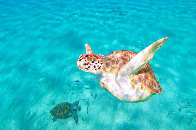 Turtle Swim at TurtleBay visit Flamingos & KnipBeach Safari Truck - Knip Beach delivers the best view