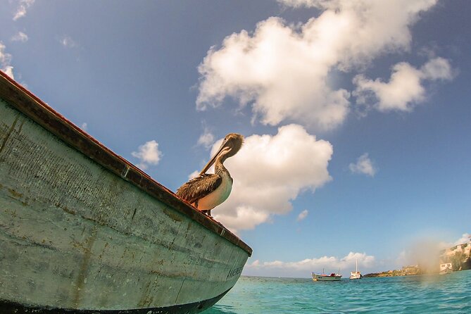 Turtle Swim at TurtleBay visit Flamingos & KnipBeach Safari Truck - Where the tour can lose time