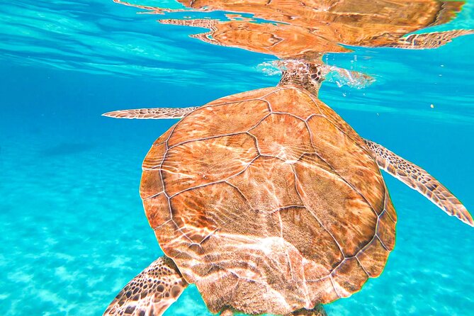 Turtle Swim at TurtleBay visit Flamingos & KnipBeach Safari Truck - Who gets the most from this Curaçao outing