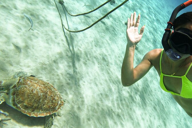 Turtle Swim at TurtleBay visit Flamingos & KnipBeach Safari Truck - Is $82 a fair price?