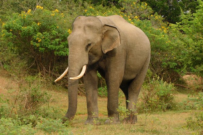 Udawalawa Safari & Elephants Orphanage Tour from Hambantota port - Should you book the Udawalawe safari from Hambantota?