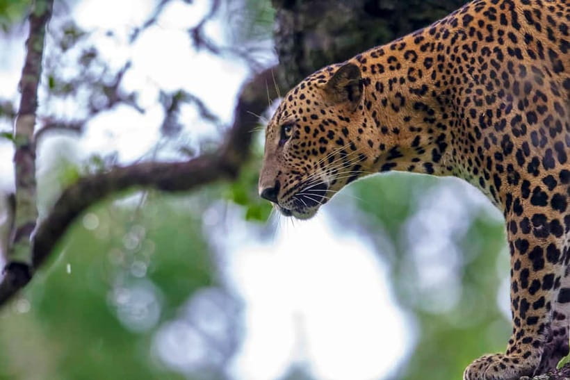 UDAWALAWA SAFARI TOUR from HAMBANTOTA PORT (Shore Excursion) - Wildlife sightings: what you can realistically expect