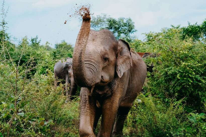 Udawalawe National Park: Elephant Safari with Expert Guide - Why Udawalawe is such a strong elephant choice