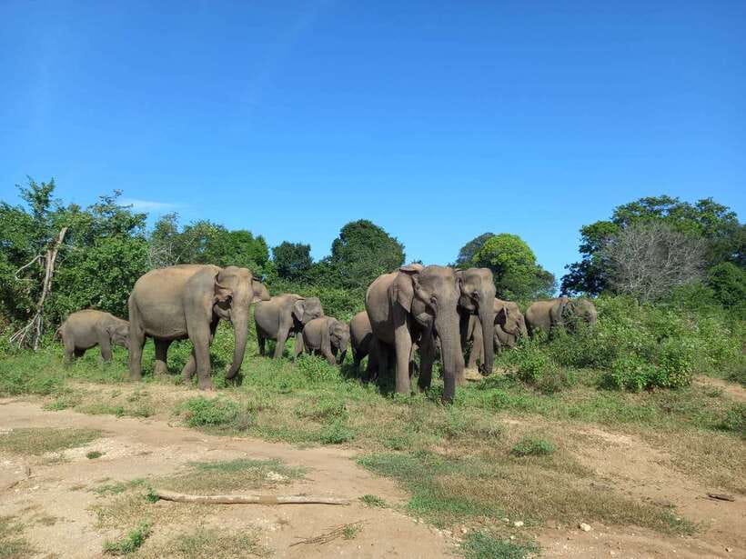 Udawalawe National Park: Elephant Safari with Expert Guide - What you may see besides elephants